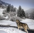 Malamut dog in the mountain forest. Royalty Free Stock Photo