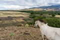 A Landscape of mountain hill with two horses on it, this is a view from a hill in Maumere Flores with the Clouds at the background
