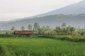 Landscape A mountain of rice and mountains in the early morning so bright