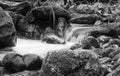 Landscape mountain river in autumn forest. View of the stony rapids. Black and white photo. Royalty Free Stock Photo