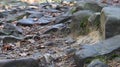 Landscape of a mountain river in the forest in early autumn and late summer. water in a natural stream. beautiful and relaxing Royalty Free Stock Photo