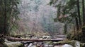 Landscape of a mountain river in the forest in early autumn and late summer. water in a natural stream. beautiful and relaxing Royalty Free Stock Photo