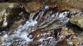 Landscape of a mountain river in the forest in early autumn and late summer. water in a natural stream. beautiful and relaxing Royalty Free Stock Photo