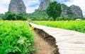 Landscape mountain and Sunflower field and blue sky background in the countryside Royalty Free Stock Photo