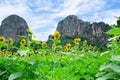 Landscape mountain and Sunflower field and blue sky background in the countryside Royalty Free Stock Photo