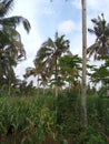 Landscape mountain vilage coconut tree