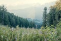 Landscape with mountains and clouds. Bird`s eye view. Early, Sunny morning. In the foreground-mountain flowers. Sochi Royalty Free Stock Photo