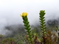 Landscape with mountains, clouds and yellow flower