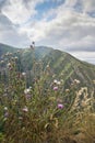 Landscape with mountains and fields with grass, flowers close up on a cloudy summer day