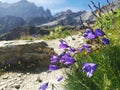 Purple flowers in the mountains  Campanula patula or spreading bellflower Royalty Free Stock Photo