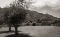 Landscape and Mountains, Kirstenbosch National Botanical Garden panorama, Cape Town