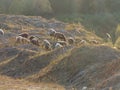 Landscape in the mountains near the forest with flock sheeps.