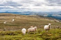 Landscape with mountains and sheep, Norway Royalty Free Stock Photo