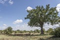 landscape with Impala herd resting in shadow of big Marula tree in shrubland at Kruger park, South Africa