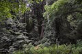 Landscape in Muir Woods National Monument, California Royalty Free Stock Photo