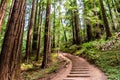 Landscape in Muir Woods National Monument Royalty Free Stock Photo