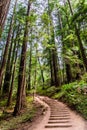 Landscape in Muir Woods National Monument Royalty Free Stock Photo