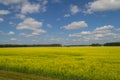 Landscape of multicolored field of yellow flowers, ripened to fa Royalty Free Stock Photo