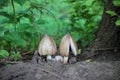 Landscape with mushrooms in the summer forest. Two Lamellar fungus under the tree