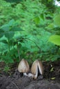 Landscape with mushrooms in the summer forest. Two Lamellar fungus under the tree