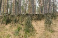 Landscape with naked roots of pine trees in sandy soil in forest