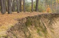 Landscape with naked roots of trees in sandy soil in pine forest