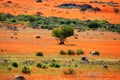 Landscape in namaqualand national park - blooming time of african daisy Royalty Free Stock Photo