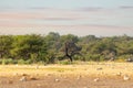 Landscape namibia game reserve, africa wilderness