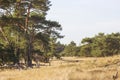 Landscape in National Park Hoge Veluwe, the Netherlands. Royalty Free Stock Photo