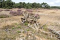 Landscape in National Park Hoge Veluwe. Royalty Free Stock Photo