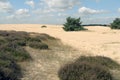 Landscape in National Park Hoge Veluwe. Royalty Free Stock Photo