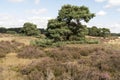 Landscape in National Park Hoge Veluwe. Royalty Free Stock Photo