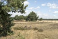 Landscape in National Park Hoge Veluwe. Royalty Free Stock Photo