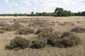 Landscape in National Park Hoge Veluwe. Royalty Free Stock Photo