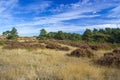 Landscape in National Park Hoge Veluwe in the Netherlands. Royalty Free Stock Photo