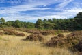 Landscape in National Park Hoge Veluwe, Netherlands. Royalty Free Stock Photo