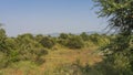 Landscape of the National Park of India. Lush dense jungle vegetation. Royalty Free Stock Photo