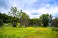 Blooming meadows with yellow field buttercups in National Park Tierra del Fuego, Paseo de la Isla, Patagonia, Argentina