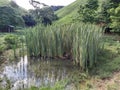 Landscape natura mountain florest nature