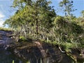 Landscape natura mountain florest nature