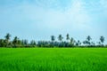 Landscape of natural green paddy or rice field with coconut tree Royalty Free Stock Photo
