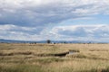 Landscape of natural park of Delta del Ebro Royalty Free Stock Photo