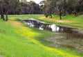 Landscape, natural wild wetland park with small lake, green field covered with grass, yellow and orange flowers