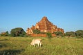 Landscape Nature of ancient pagoda of Dhammayan Gyi Temple on the field with white cow at Bagan , Mandalay , Myanmar is best famou Royalty Free Stock Photo