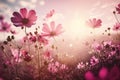 Landscape nature background of beautiful pink and red cosmos flower field with sunshine.