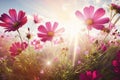 Landscape nature background of beautiful pink and red cosmos flower field with sunshine.