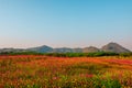 Landscape nature background of mountain and meadow covered in beautiful cosmos on blue sky
