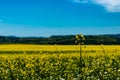 Landscape of nature with a field full of yellow flowers, contrasting with the blue of the sky, in the plain area near the Danube Royalty Free Stock Photo