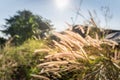 Landscape Nature of flower grass