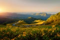 Landscape nature flower Tung Bua Tong Mexican sunflower fieldin winter season during sunrise in Mae Hong Son near Chiang Mai,